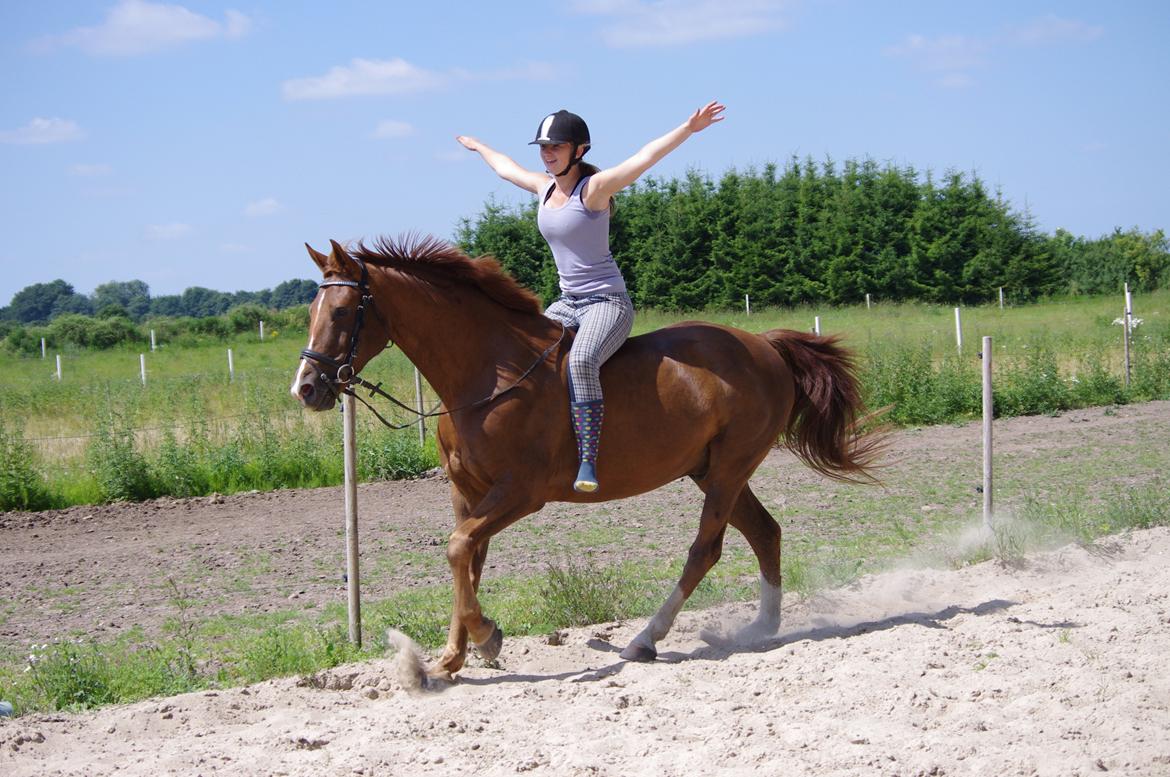 Anden særlig race Kosmo billede 19