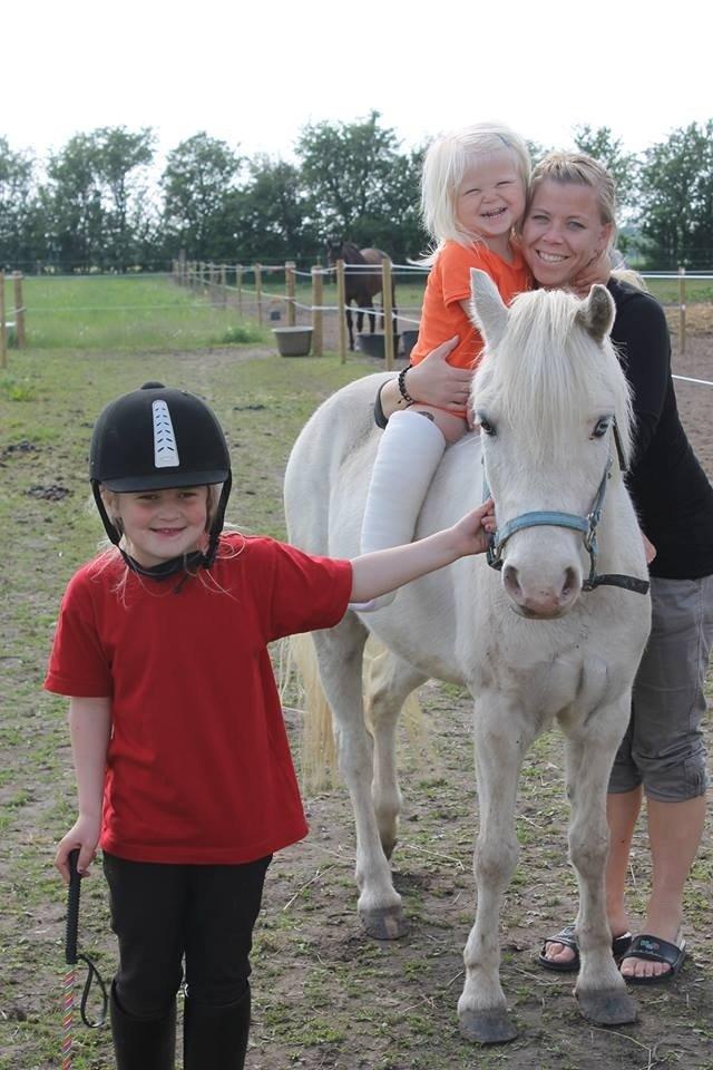 Welsh Mountain (sec A) Gribsvads Upser (208333WE00088) billede 10