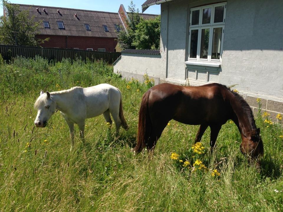 Welsh Mountain (sec A) Gribsvads Upser (208333WE00088) billede 11