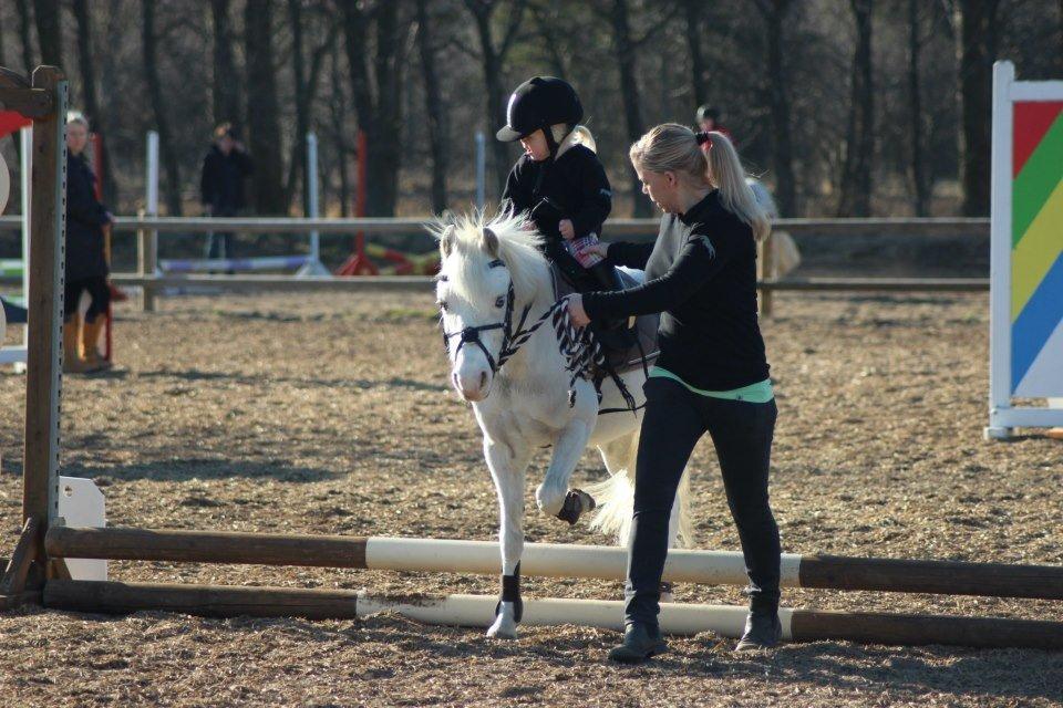 Welsh Mountain (sec A) Gribsvads Upser (208333WE00088) billede 12