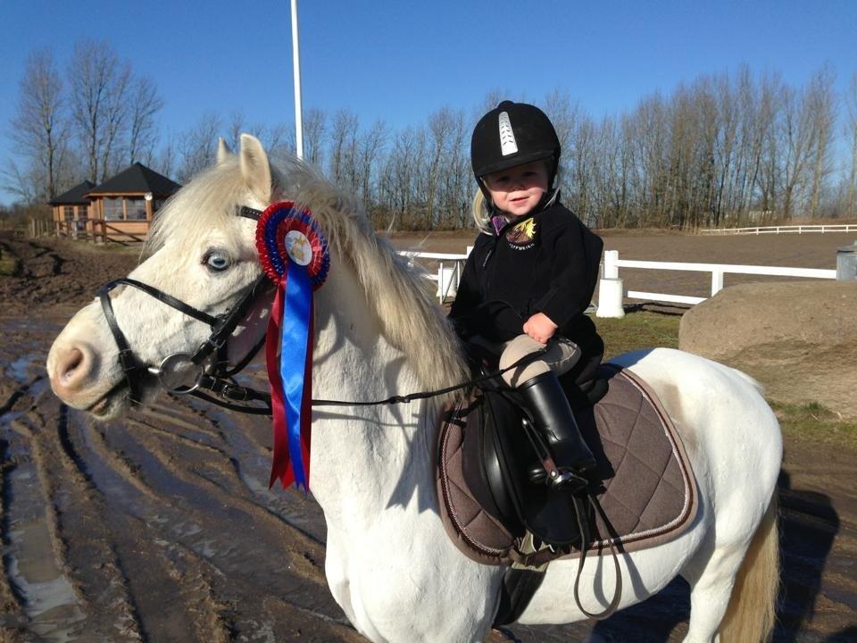 Welsh Mountain (sec A) Gribsvads Upser (208333WE00088) billede 13