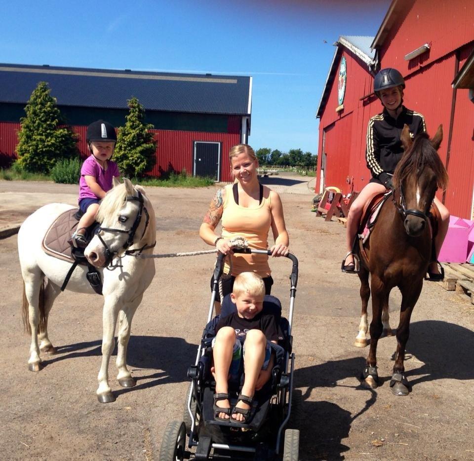 Welsh Mountain (sec A) Gribsvads Upser (208333WE00088) billede 14