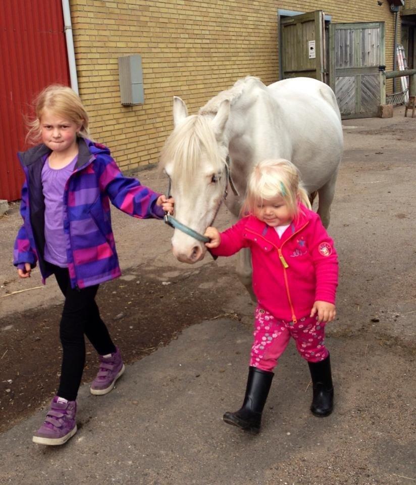 Welsh Mountain (sec A) Gribsvads Upser (208333WE00088) billede 15