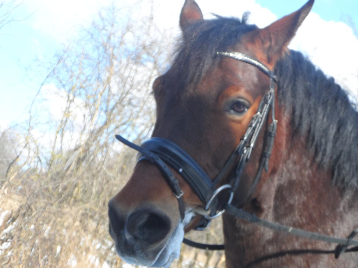 Welsh Cob (sec D) Maximus billede 6