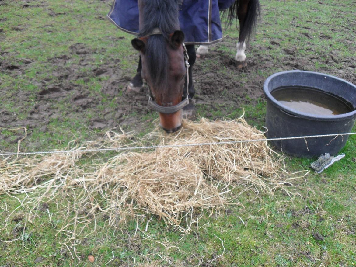 Welsh Cob (sec D) Maximus billede 7