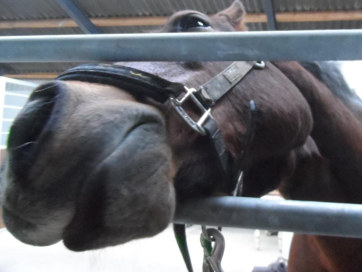 Welsh Cob (sec D) Maximus billede 8