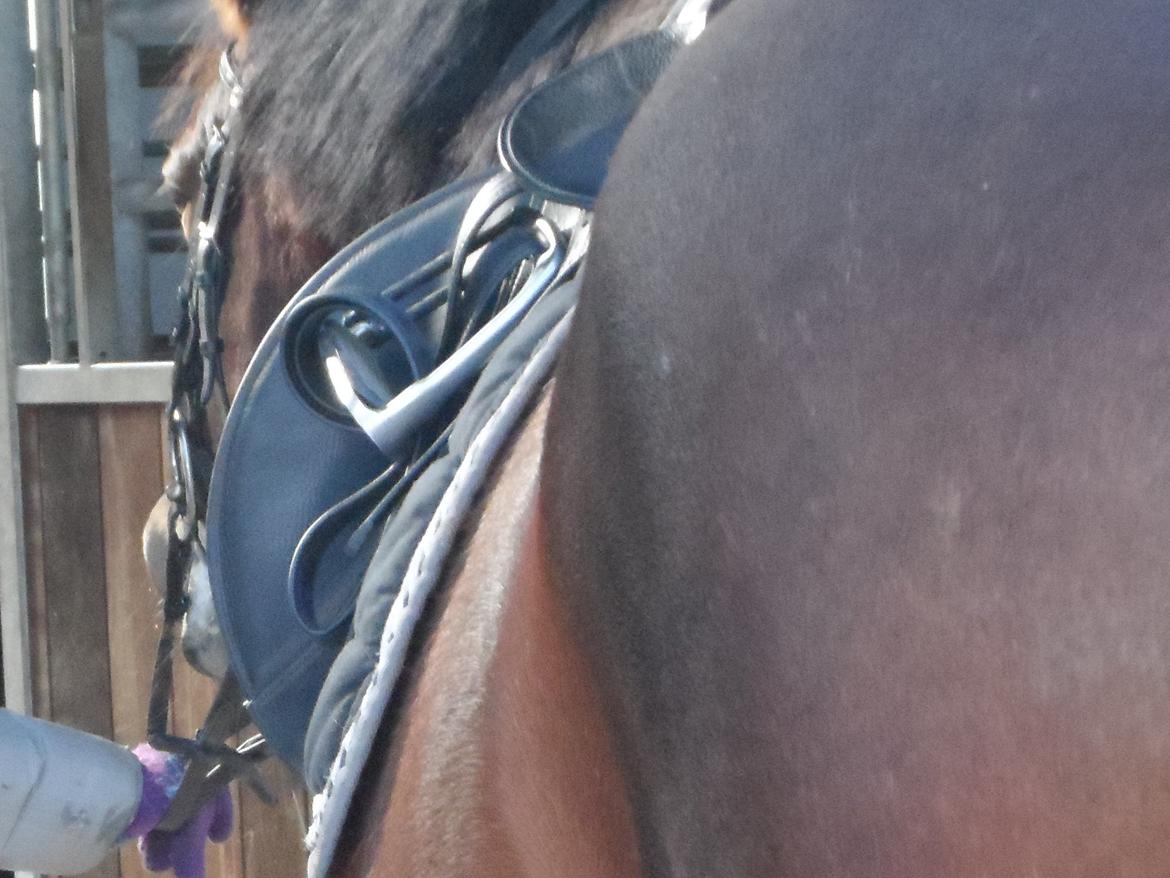 Welsh Cob (sec D) Maximus billede 9