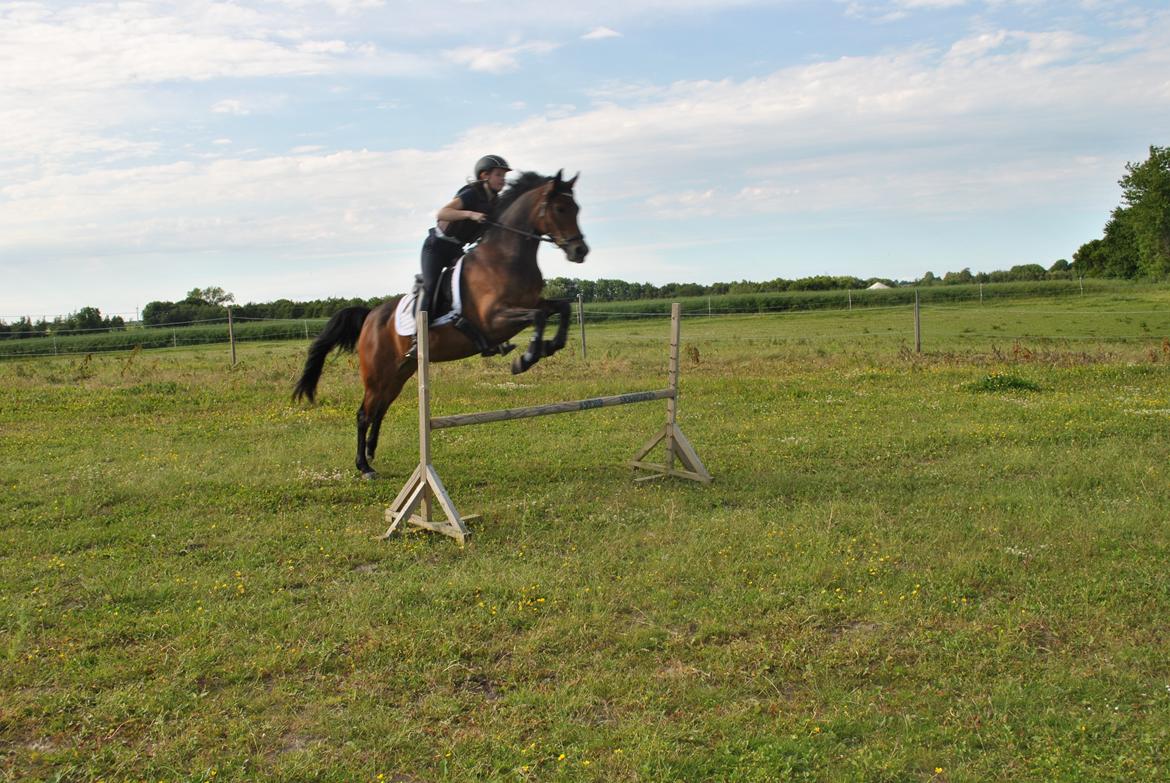 Anden særlig race Chamelli billede 11