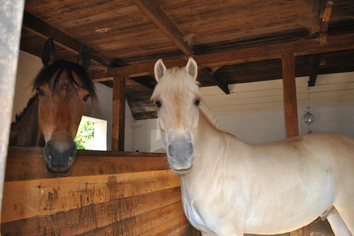 Anden særlig race Chamelli billede 12