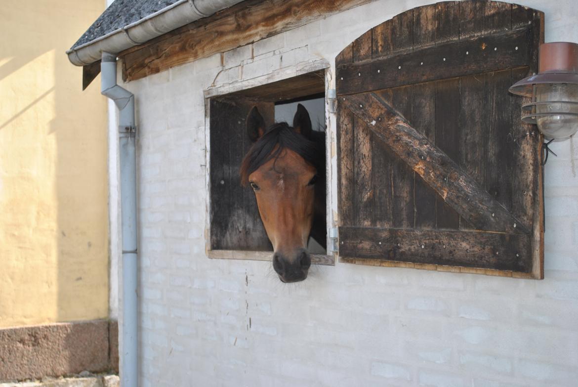 Anden særlig race Chamelli billede 13
