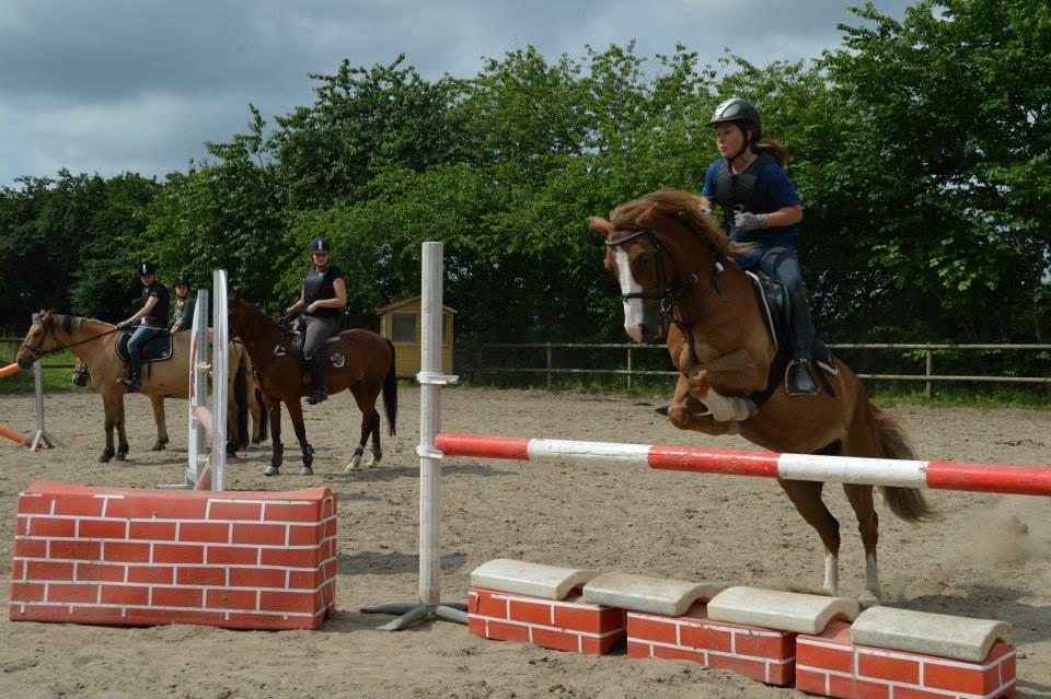 Tysk Sportspony Sultan(Sulle) <3 - 90cm <3
Taget af: Ida Heidensleben Thorsen <3 billede 9