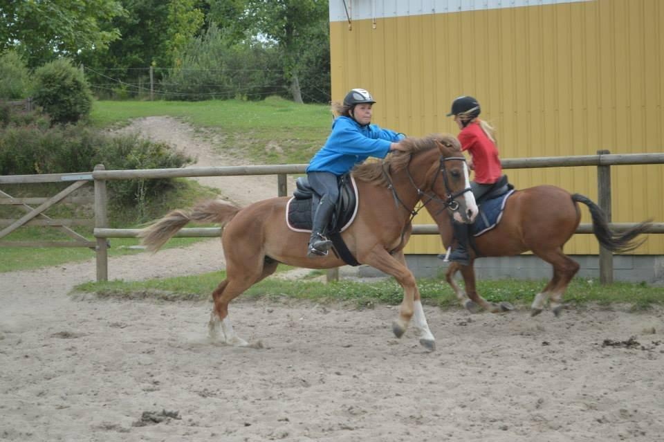 Tysk Sportspony Sultan(Sulle) <3 - 
PG træning på ridelejr! <3
Han fløj<3
Taget af: Ida Heidensleben Thorsen <3 billede 3