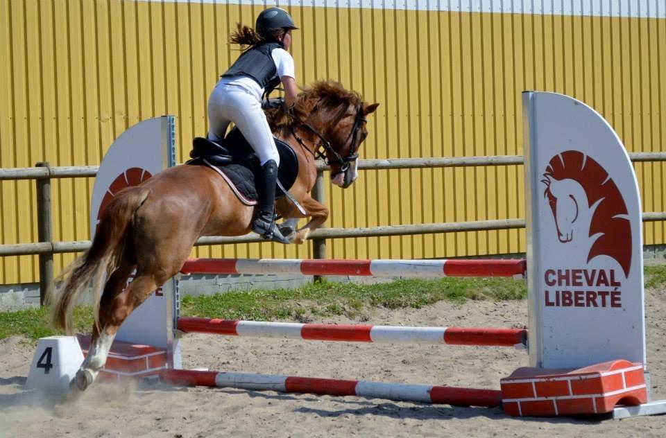 Tysk Sportspony Sultan(Sulle) <3 - Springstævne på 80cm <3 2plads!
Taget af: Ida Heidensleben Thorsen <3 billede 12