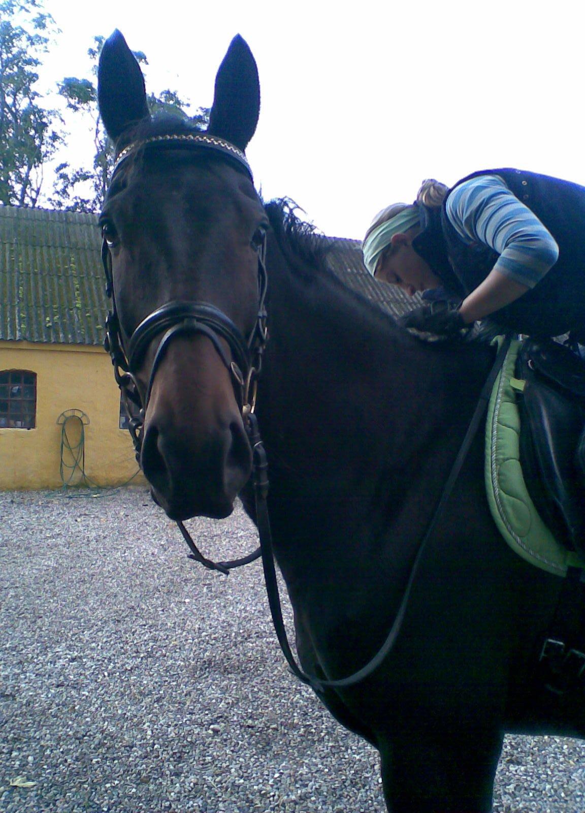 Anden særlig race Trissdan - Solgt - D. 10/9-2008 - Første ridetur hjemme på banen.  billede 2