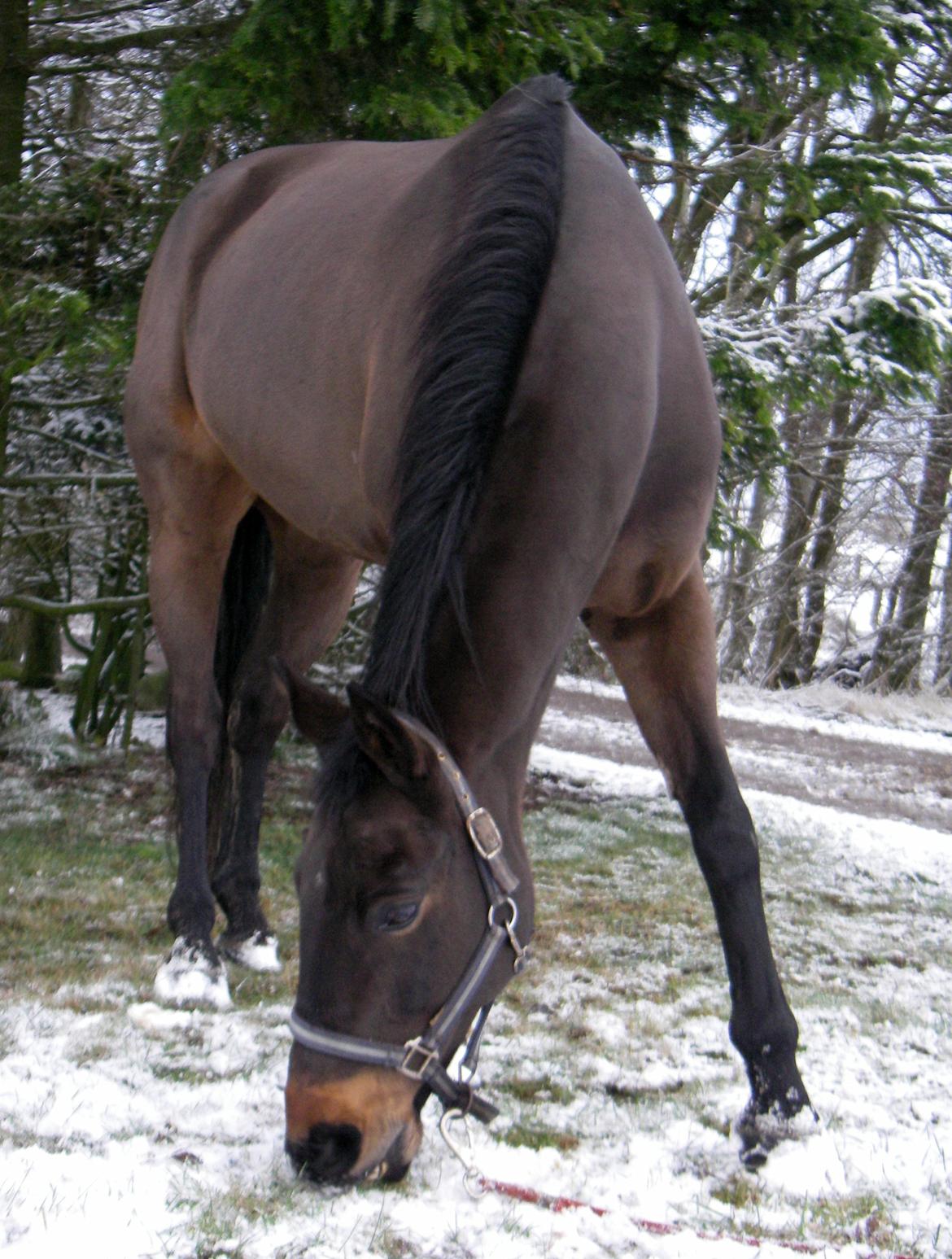 Anden særlig race Trissdan - Solgt - D. 16/12-2009 billede 33