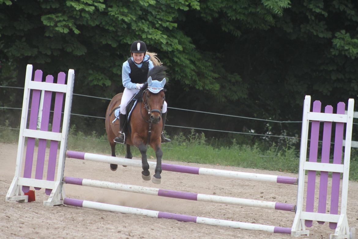 Anden særlig race Don Pedro - Lb på JORK <3<3 billede 12