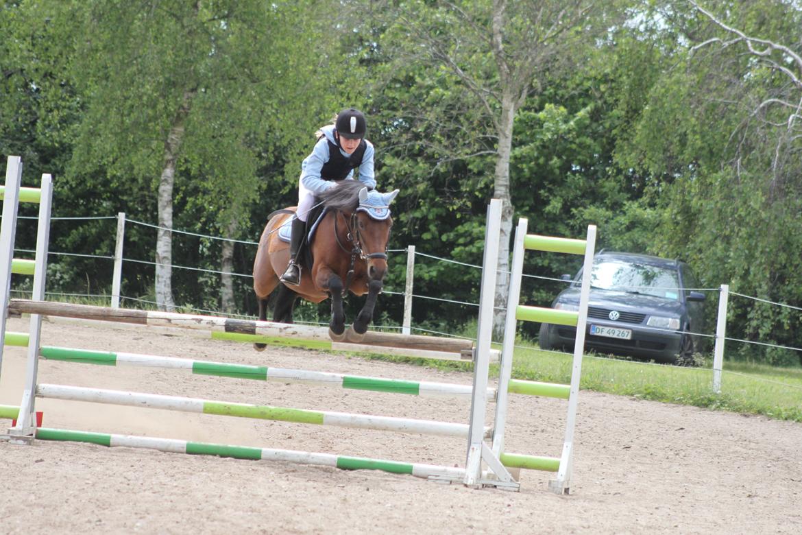 Anden særlig race Don Pedro - Vellkommen til Don Pedro's profil<3<3
95 cm til JORK'S sponserspring<3 Han kan flyve:)<3 billede 1