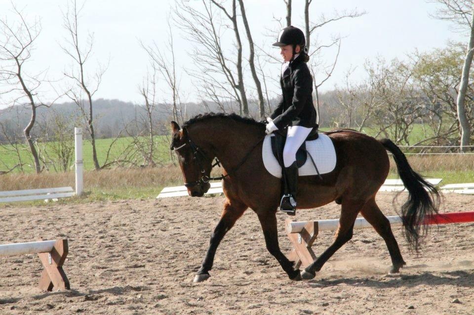 Anden særlig race Don Pedro - Dressur<3<3  billede 13