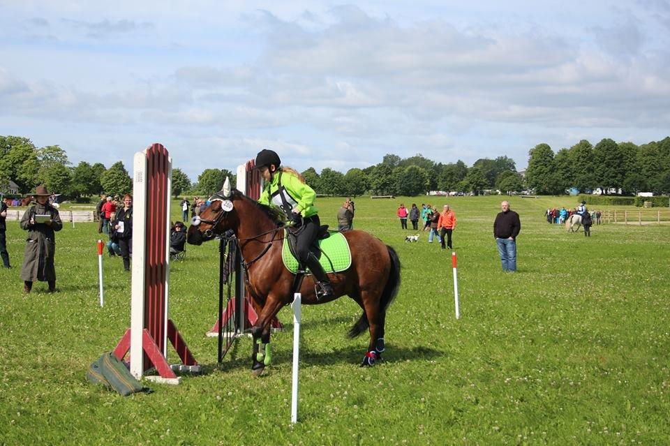 Anden særlig race Don Pedro - TREC på Vilhelsmborg<3<3 billede 14