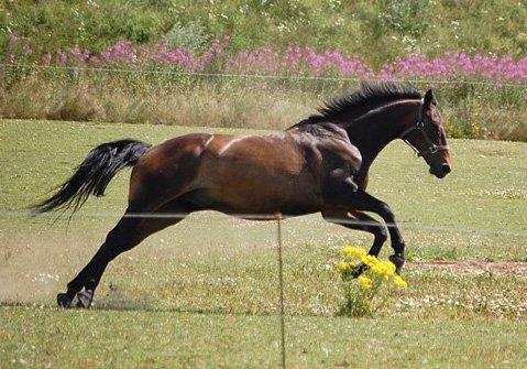 Anden særlig race Trissdan - Solgt - D. 27/7-2010 billede 41