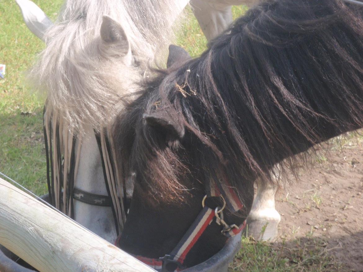 Anden særlig race William (Villy) - Velkommen til Willys Profil!:) billede 1