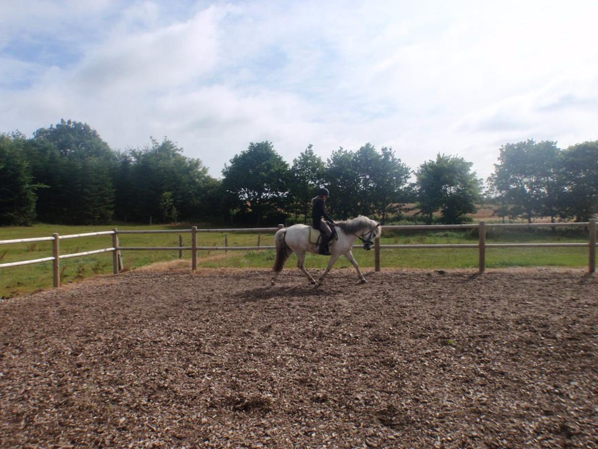 Anden særlig race William (Villy) - Første Træning billede 2