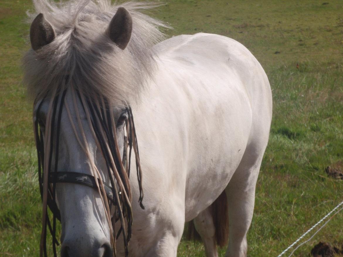 Anden særlig race William (Villy) - Hygger på folden billede 4