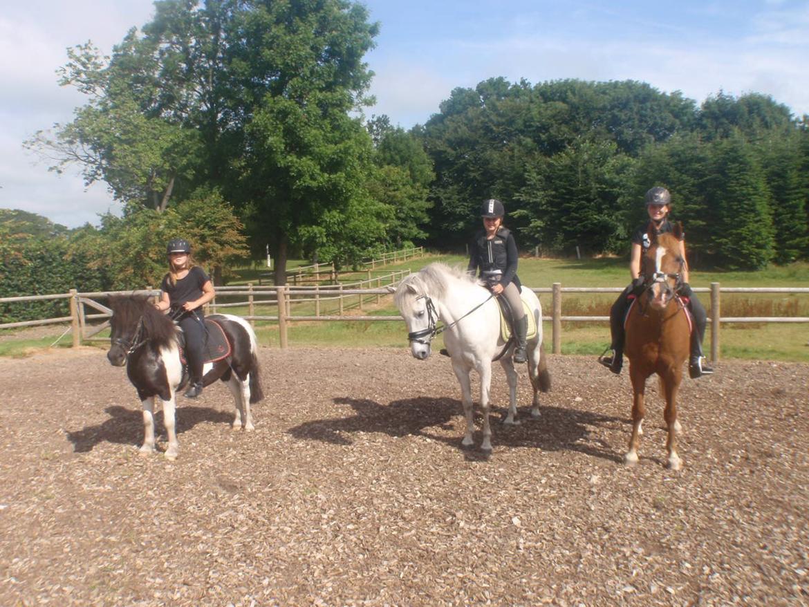 Anden særlig race William (Villy) - Kammeraterne:) billede 5