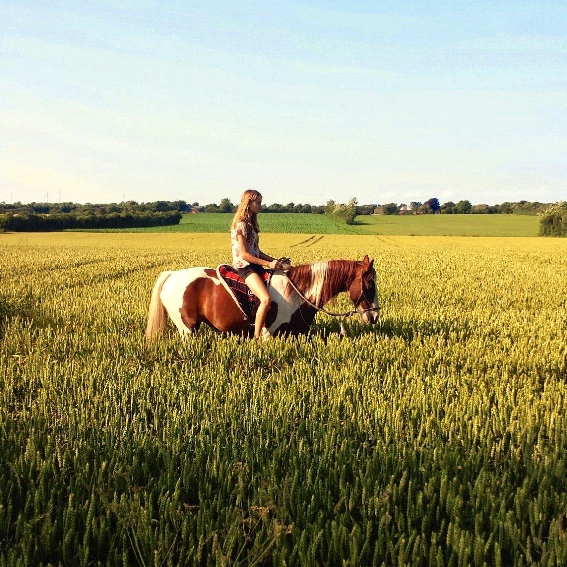 Pinto Tinker blanding Ronja "Ponyen med pletter" - I <3 U billede 17