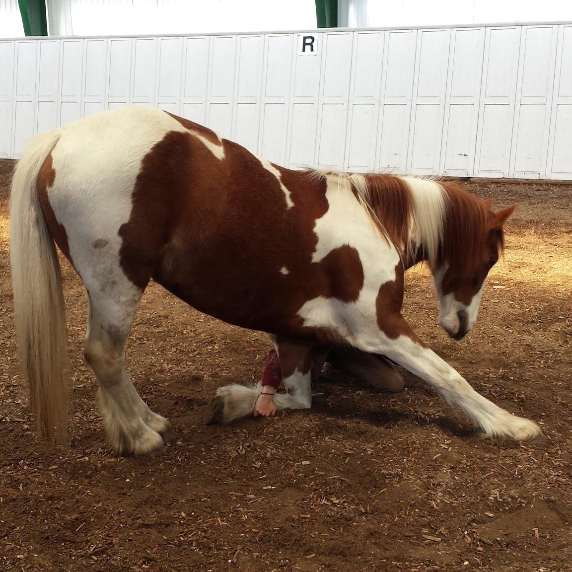 Pinto Tinker blanding Ronja "Ponyen med pletter" - Ronja nejer billede 10