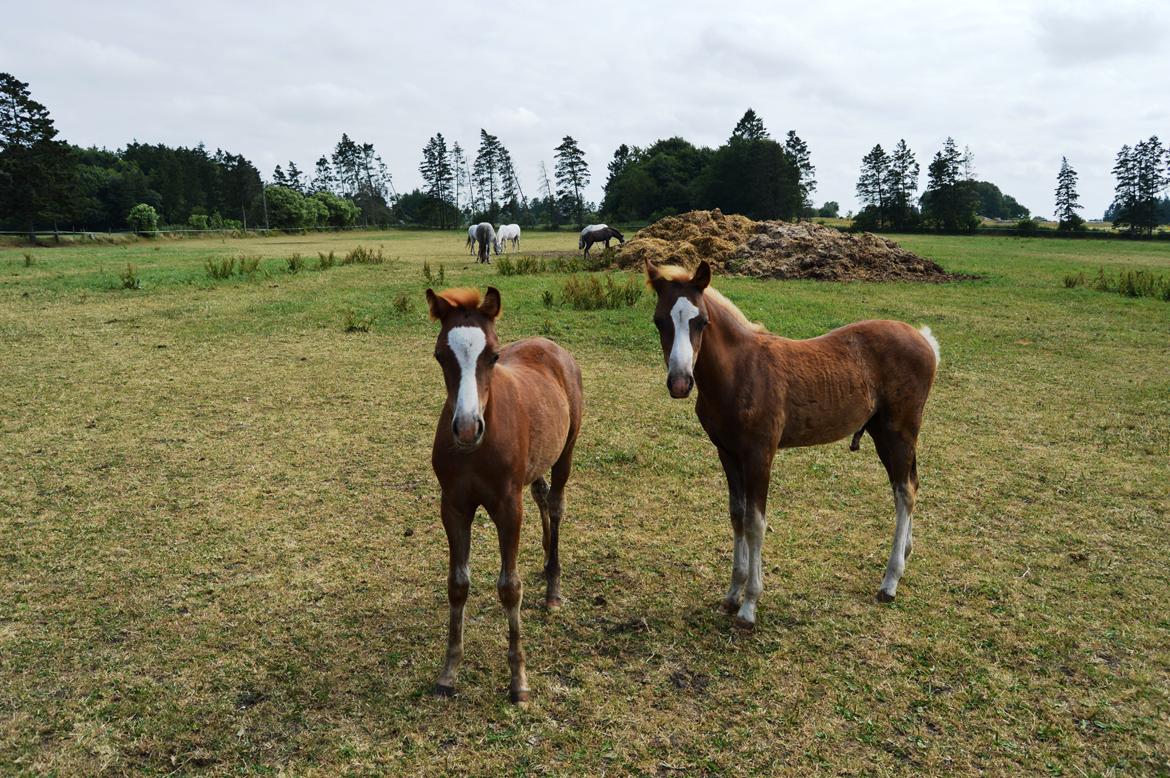 Welsh Pony (sec B) Bjerregårds Matiné billede 21
