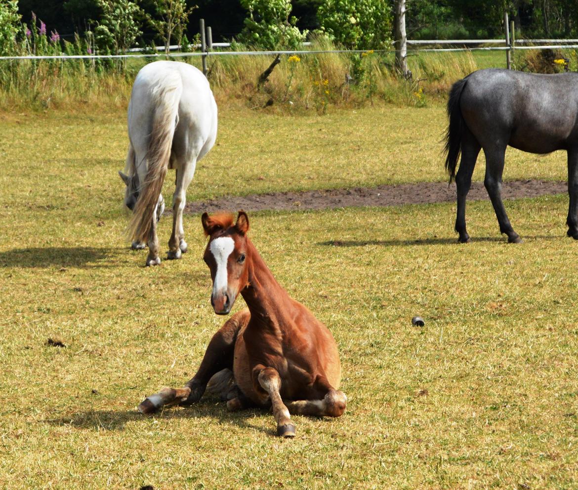 Welsh Pony (sec B) Bjerregårds Matiné billede 22