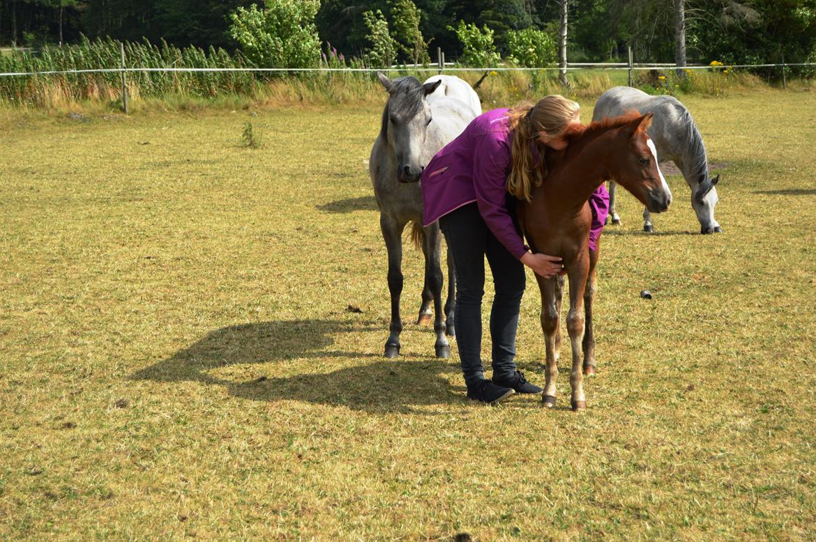 Welsh Pony (sec B) Bjerregårds Matiné billede 23