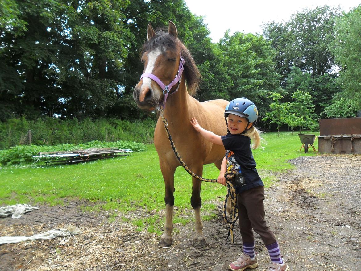 Welsh Pony af Cob-type (sec C) Doheema Alladin 4 Socks H - 2 som nyder hinanden! billede 20