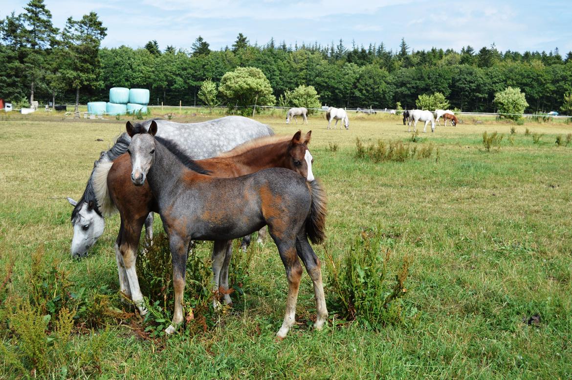 Welsh Pony (sec B) Bjerregårds Casia billede 19