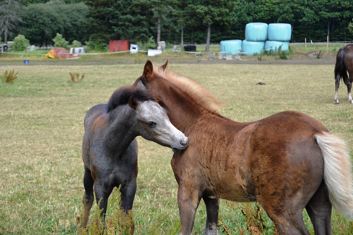 Welsh Pony (sec B) Bjerregårds Casia billede 12