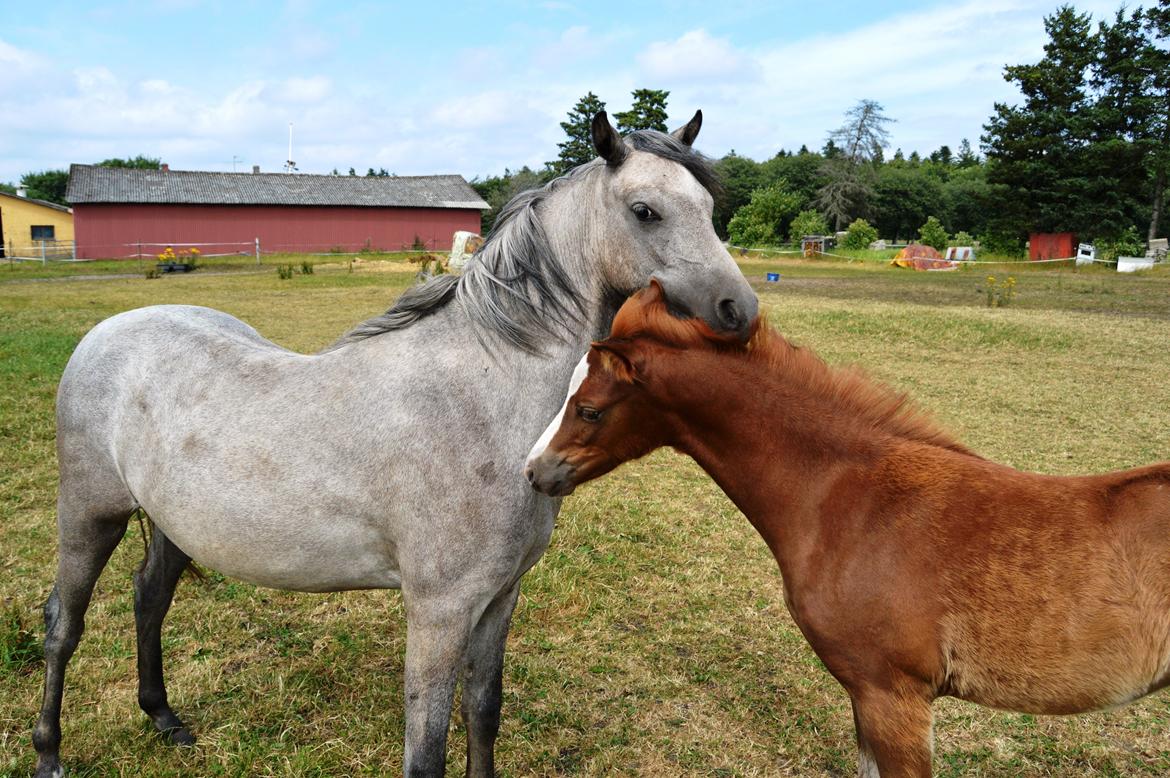 Welsh Pony (sec B) Bjerregårds May Flower billede 22
