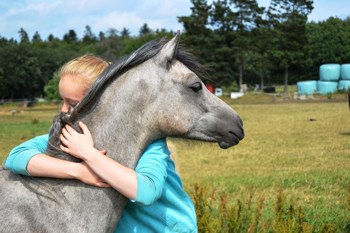 Welsh Pony (sec B) Bjerregårds May Flower billede 23