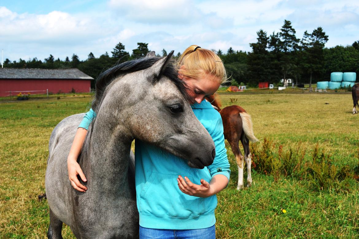 Welsh Pony (sec B) Bjerregårds May Flower billede 24