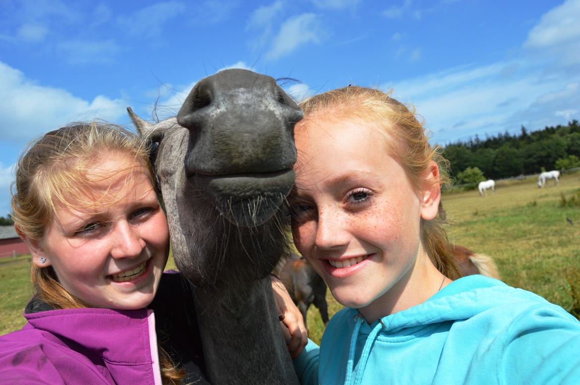 Welsh Pony (sec B) Bjerregårds May Flower billede 25