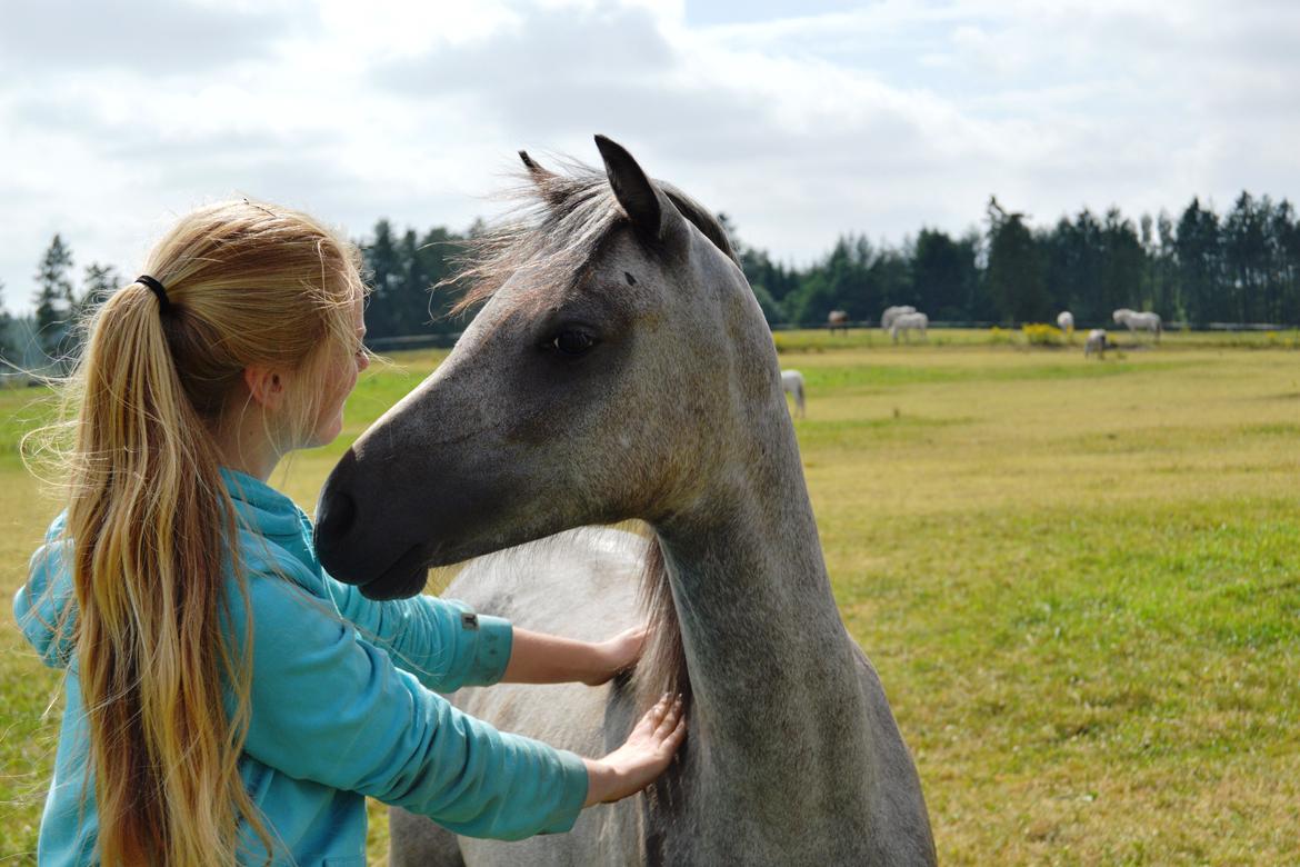 Welsh Pony (sec B) Bjerregårds May Flower billede 26