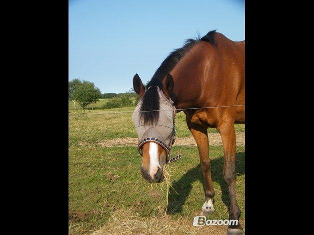 DSP - ELVITA <3 - Eeeeelsker den pony mere end alt andet! Hun er verdens bedste! og så smuk<3 EL hygger sig på sommergræs d. 12 juli 2013 billede 19