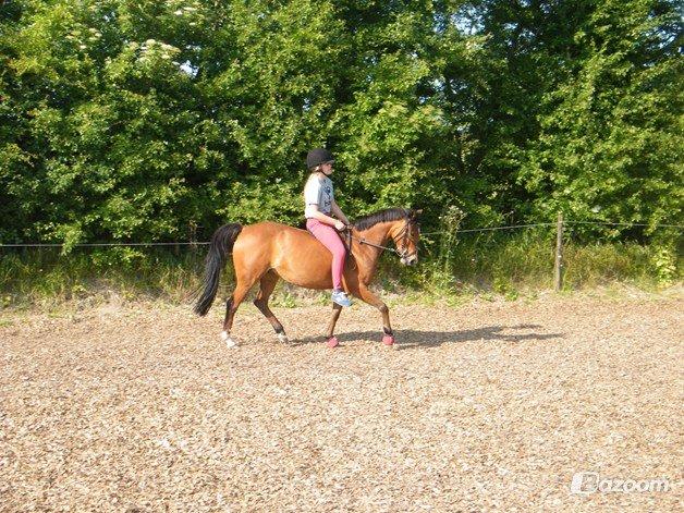 DSP - ELVITA <3 - Min dressur pony<3 Hun er bare blevet sød til det! Og endda uden sadel! Min stjerne! d. 12. juli 2013 billede 20