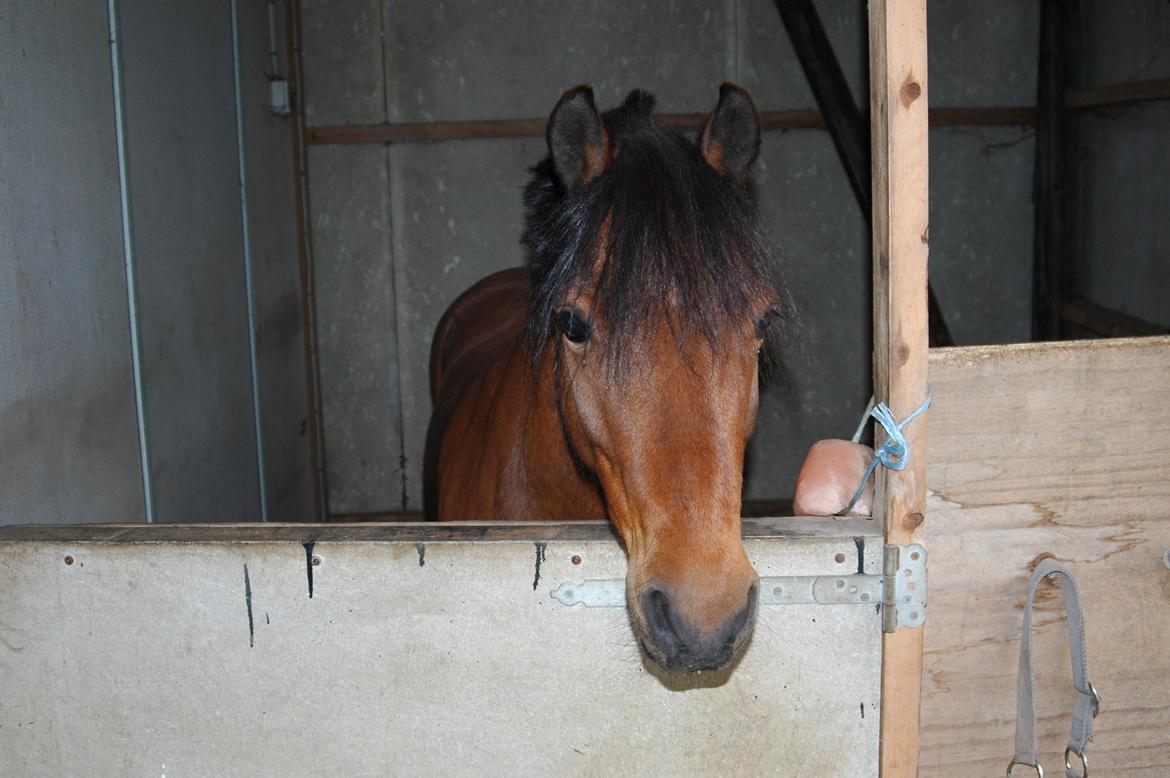 Anden særlig race Joker billede 8