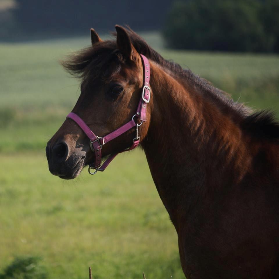 New Forest Megan - ”Det er svært at indse at det man hele tiden selv har gjort er forkert, så er det langt nemmere at antage at de andre blot er dumme”.
 billede 6