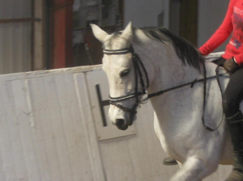 Anden særlig race Myomy Melody billede 15