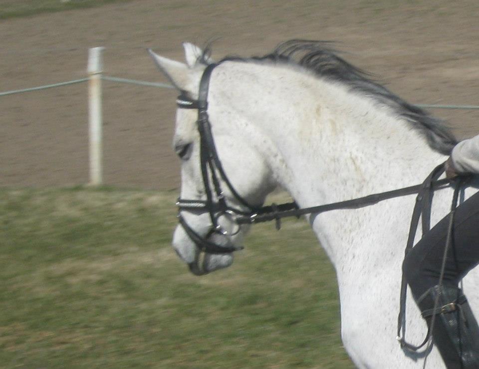 Anden særlig race Myomy Melody billede 4