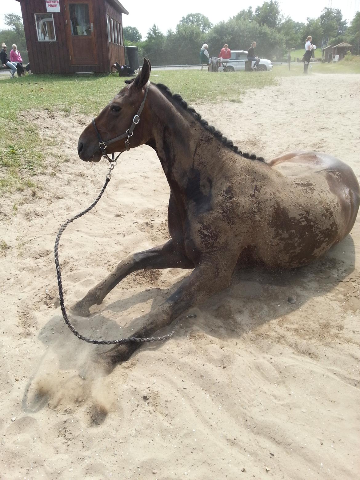 Dansk Varmblod Fyrstinde Temptation S.G. - Meget veltilpas nusse efter terræn - Sønderskov :)! billede 13