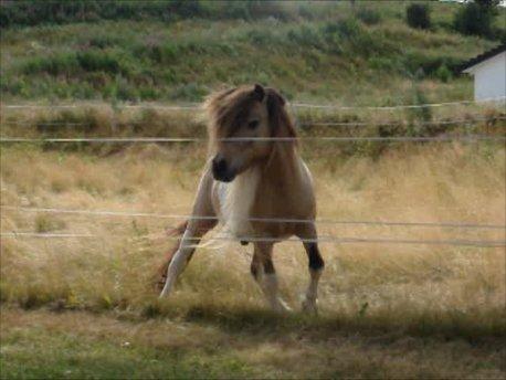 Amerikansk Miniature Ultra Beau Jangles - Ultra Beau Jangles 19 år 2013 billede 22