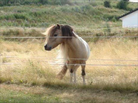 Amerikansk Miniature Ultra Beau Jangles - Ultra Beau Jangles 19 år 2013 billede 23